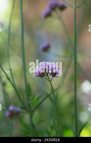 Purptop vervain, Verbena bonariensis Stockfoto