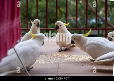 Australische einheimische Kakadu-Vögel, die sich auf dem Balkon des Wohnhauses in Australien mit Getreide füttern. Konzept von Vögeln, die in städtischen Gebieten mit Menschen überleben. Stockfoto