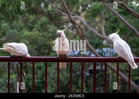 Vögel sitzen auf Geländern auf dem Balkon des Gebäudes. Konzept von Vögeln und Menschen, die sich zusammenleben. Vögel, die in menschlichen städtischen Gebieten in Australien überleben. Stockfoto