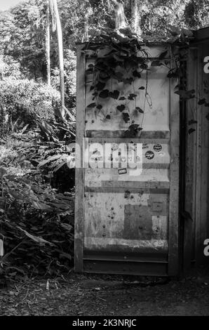 Ein Transportcontainer, der als provisorische Brücke auf dem Manoa Falls Trail außerhalb von Honolulu in Ohau, Hawaii, verwendet wurde Stockfoto