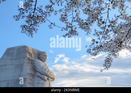 Das MLK Memorial im Tidal Basin in Washington DC während des Cherry Blossom Festivals Stockfoto