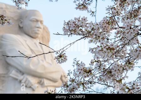Das MLK Memorial im Tidal Basin in Washington DC während des Cherry Blossom Festivals Stockfoto