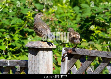 California Quail (Callipepla californica) Erwachsene Weibchen und Nachkommen, die im August auf einem Zaun in einem Garten in Nanaimo, British Columbia, Kanada, thront Stockfoto