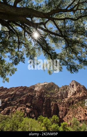 Ein Sonnenstern, der durch die riesige Eiche auf dem Talboden des Zion Canyon National Park in Utah, USA, scheint Stockfoto