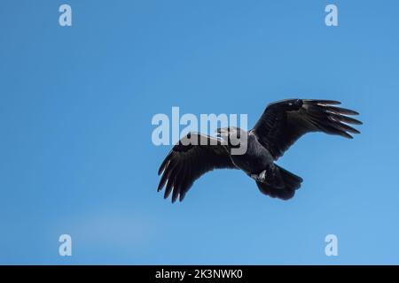 Hawk Mountain Zufluchtsort Greifvögel und Raubvögel Stockfoto