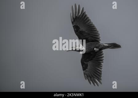 Hawk Mountain Zufluchtsort Greifvögel und Raubvögel Stockfoto