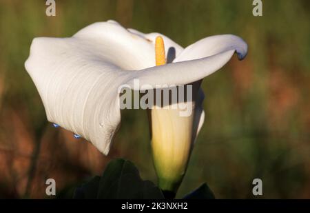 SEITENANSICHT EINER EINZIGEN WEISSEN ARUM LILY (ZANTEDESCHIA AETHIOPICA), AUCH BEKANNT ALS CALLA LILY. Stockfoto