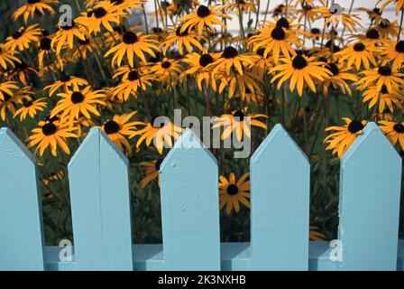 RUDBECKIA-BLÜTEN (AUCH BEKANNT ALS KEGELBLÜTEN ODER SCHWARZÄUGIGE SUSAN) WACHSEN IM BLAUEN HOLZPFAHLZAUN. NEW SOUTH WALES, AUSTRALIEN. Stockfoto