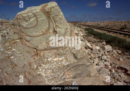 FOSSIL - GASTROPODEN TERTIÄR BEFINDET SICH AM STRASSENRAND AUF DEM NULLAB IN SÜDAUSTRALIEN. Stockfoto
