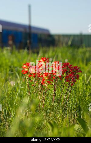 Eine vertikale Aufnahme von Entireleaf indischen Pinsel Blumen - Castilleja indivisa Stockfoto