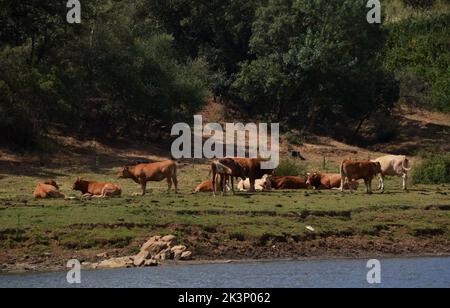 Kühe und Pferde ruhen und grasen auf der Wiese am Flussufer Stockfoto