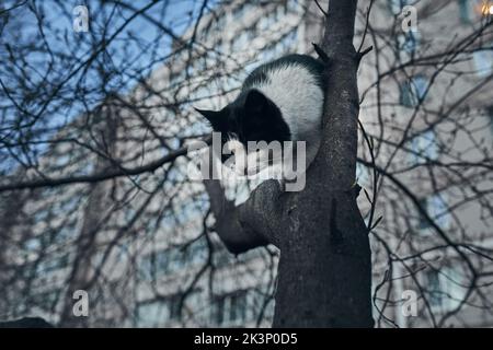 Eine streunende Katze auf einem Baum in der Stadt. Vorderansicht. Stockfoto