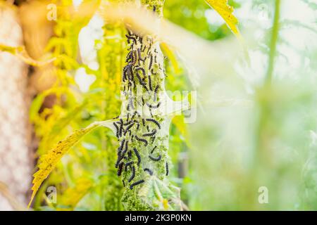 Viele schwarze Raupen des Pfauenschmetterlings auf Nesseln aus der Nähe, verschwommener Hintergrund. Schwarze Raupe mit Stacheln und weißen Punkten in einem gemeinsamen Stockfoto