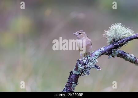 Weiblicher Buchfink [ Fringilla coelebs ], der auf Flechten und Moos [ Rentiermoos ] thront, bedeckt mit Stock oder Zweig Stockfoto