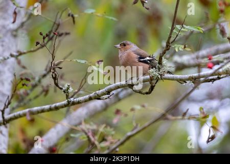 Männlicher Buchfink [ Fringilla coelebs ] im Baum mit einigen roten Beeren Stockfoto