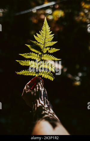 Der Mensch hält im Wald Farnblatt in der Hand. Schatten von Farn auf der Hand Stockfoto