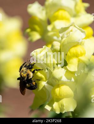 Eine Nahaufnahme einer Hummel auf einer snapdragon-Pflanze. Stockfoto