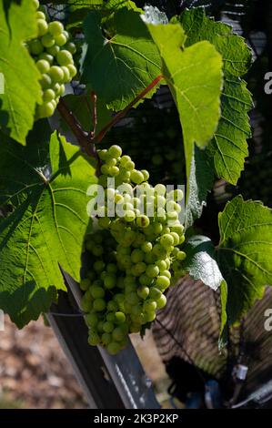 Grüne unreife Gamay Noir-Traube, aus der Nähe, wächst auf hügeligen Weinbergen in der Nähe des Weinbauortes Val d'Oingt, Tor zur Beaujolais-Weinstraße Stockfoto