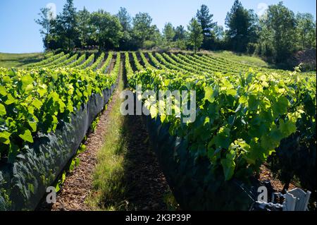 Grüne unreife Gamay Noir-Traube, aus der Nähe, wächst auf hügeligen Weinbergen in der Nähe des Weinbauortes Val d'Oingt, Tor zur Beaujolais-Weinstraße Stockfoto