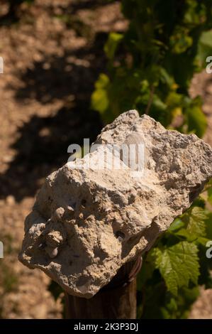 Bodenprobe aus den Chablis Grand Cru Appellation Weinbergen, Kalkstein- und Mergelböden mit Austernfossilien, Burdundy, Frankreich mit Weinbergen auf dem Backgrou Stockfoto