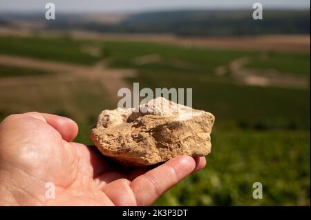 Bodenprobe aus den Chablis Grand Cru Appellation Weinbergen, Kalkstein- und Mergelböden mit Austernfossilien, Burdundy, Frankreich mit Weinbergen auf dem Backgrou Stockfoto