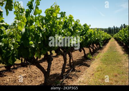 Reihen von grünen Weinreben, die auf Kieselsteinen auf Weinbergen in der Nähe der Dörfer Lacoste und Bonnieux in Luberon, Provence, Frankreich wachsen Stockfoto