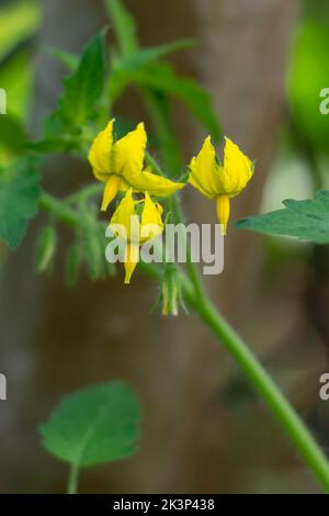 Nahaufnahme von Tomatenpflanzenblumen, gelbe kleine Blüte im Garten, weicher Hintergrund mit Kopierbereich Stockfoto