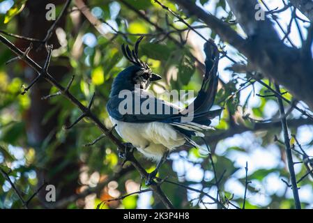 Blaue Elster-Jay in einem Apfelbaum in Costa Rica Stockfoto