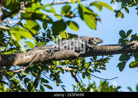 Riesiger Leguan in einem Baum, Nationalpark Rincon de La Vieja, Guanacaste, Costa Rica Stockfoto