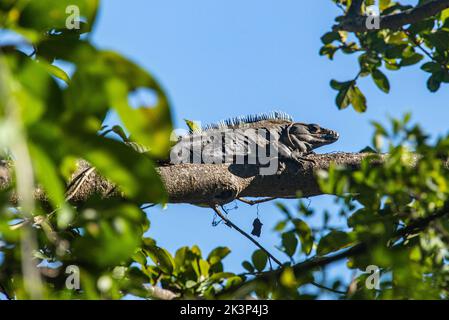 Riesiger Leguan in einem Baum, Nationalpark Rincon de La Vieja, Guanacaste, Costa Rica Stockfoto