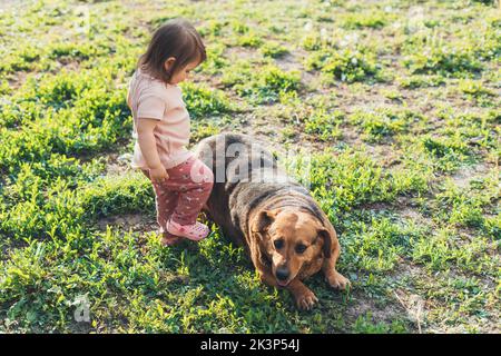 Das kleine Mädchen und ihr reinrassiger Hund spielen zusammen auf grünem Gras, draußen im Park. Freundschaft von Mensch und Tier, gesunder Lebensstil. Positiv Stockfoto