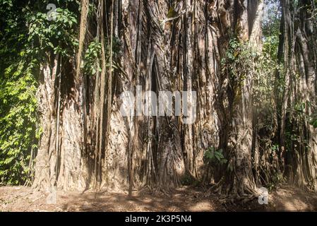 Der erstaunliche 130 Fuß lange Feigenbaum in Cabuya, Costa Rica Stockfoto