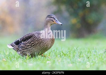 Weiblicher Mallard [ Anas platyrhynchos ], der auf Gras mit unfokussischem Hintergrund läuft Stockfoto