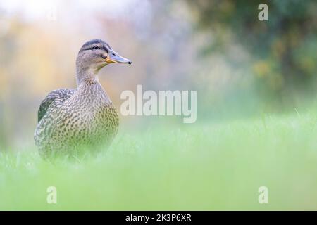 Weiblicher Mallard [ Anas platyrhynchos ], der auf Gras mit unfokussem Hintergrund und Vordergrund läuft Stockfoto