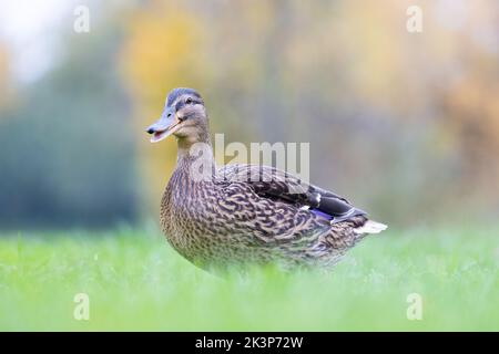 Weiblicher Mallard [ Anas platyrhynchos ], der auf Gras mit unfokussem Hintergrund und Vordergrund läuft Stockfoto