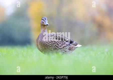 Weiblicher Mallard [ Anas platyrhynchos ], der auf Gras mit unfokussem Hintergrund und Vordergrund läuft Stockfoto