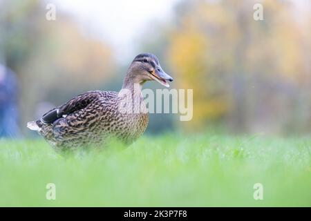 Weiblicher Mallard [ Anas platyrhynchos ], der auf Gras mit unfokussem Hintergrund und Vordergrund läuft Stockfoto