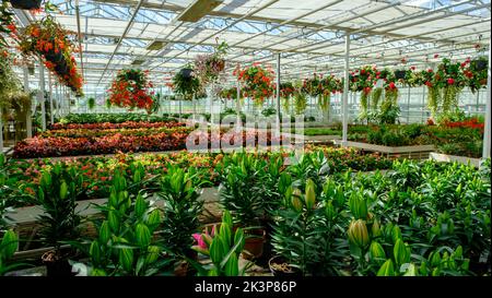 Blumen in einem modernen Gewächshaus. Gewächshäuser für den Anbau von Blumen. Blumenzucht. Stockfoto