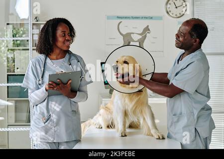 Medizinische Kollegen in Uniformen arbeiten während der medizinischen Untersuchung in der Tierarztklinik mit Haushund zusammen Stockfoto