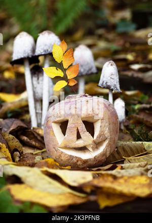 Halloween niedliche gebogene Zuckerrübe mit lustigem Gesicht in einem dunklen Herbstwald mit einer Gruppe von zotteligen Tintenkappen. Selektiver Fokus. Stockfoto