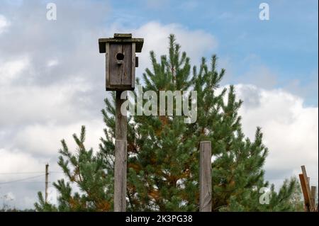 Vogelhaus auf dem Baum. Altes Vogelhaus aus Holz im Park. Stockfoto