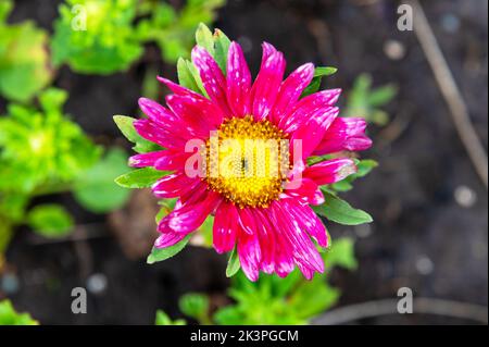 Schöne rosa Blume im Garten. Gänseblümchen-Blumen aus nächster Nähe. Im Garten blühen rosa Blüten Stockfoto