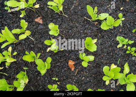 Junge Pflanzen wachsen auf, grüne Blätter, Landwirtschaft Stockfoto