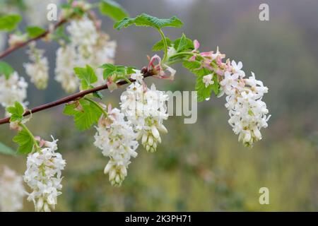 Ribes sanguineum White Icicle, Ribes sanguineum 'Ubric', Ribes sanguineum 'White Icicle', blühende Johannisbeere, White Icicle. Hängende Racemes aus röhrenförmigen Stockfoto