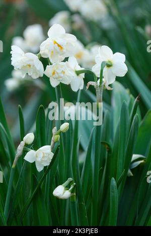 Narcissus „Brautkrone“, Narzissen „Brautkrone“. Bauchige perreniale, doppelt cremig weiße Blüten Stockfoto