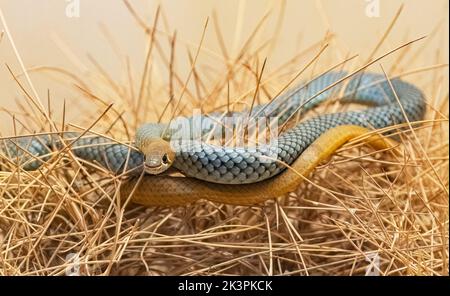 Gelbgesichtenwhipsnake (Demansia psammophis) stammt aus Australien. Captive Stockfoto