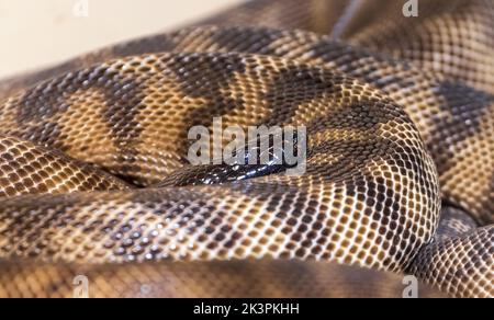 Schwarzkopf-Python (Aspiditen melanocephalus) ist in Australien beheimatet. Captive. Stockfoto
