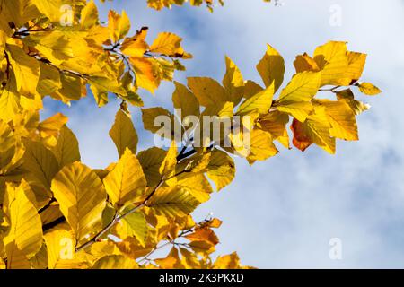 Herbst, Buche, Blätter auf Zweig im Hinterlicht, Fagus crenata, Japanische Buche, Gelbe Blätter, sonnig, Laub Fagus Herbstblätter Stockfoto