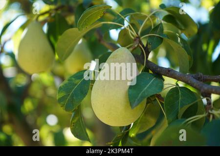 Reife Birnen am Ast. Bio-Birnen im Garten. Stockfoto