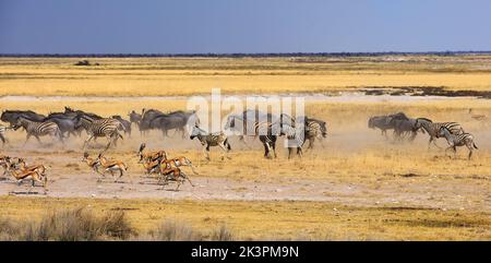 Etosha Stampede mit Zebra, Wildebeest und Sprinbok mit Staubfliegen und die Etosha Pan in der Ferne - Namibia Stockfoto